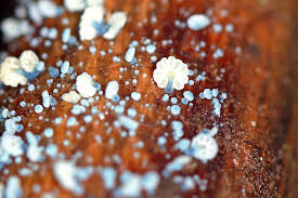 Attēlu rezultāti vaicājumam “Arcyria stipata young”