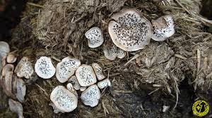 Attēlu rezultāti vaicājumam “Poronia punctata”