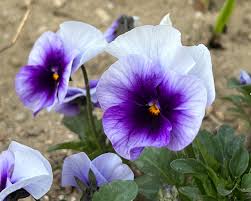 Image result for Viola x wittrockiana `Hiemalis`