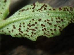 Attēlu rezultāti vaicājumam “Tranzschelia anemones”