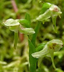 Attēlu rezultāti vaicājumam “Platanthera chlorantha flower”