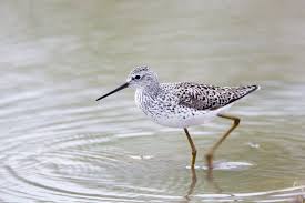 Attēlu rezultāti vaicājumam “Tringa stagnatilis adult”