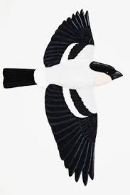 Attēlu rezultāti vaicājumam “Pyrrhula pyrrhula male”