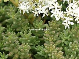 Image result for Sedum album `Coral Carpet`
