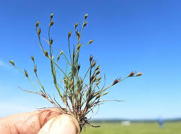 Attēlu rezultāti vaicājumam “Juncus capitatus fruit”