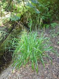 Attēlu rezultāti vaicājumam “Carex paupercula”