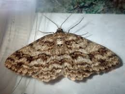 Attēlu rezultāti vaicājumam “Eulithis pyraliata”