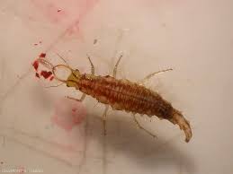 Attēlu rezultāti vaicājumam “Chrysopidae larva”