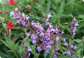 Image result for Salvia officinalis