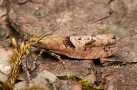 Attēlu rezultāti vaicājumam “Epinotia brunnichana”