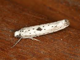 Attēlu rezultāti vaicājumam “Yponomeuta plumbella”