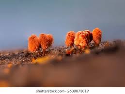 Attēlu rezultāti vaicājumam “Amaurochaete atra macro”