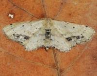 Attēlu rezultāti vaicājumam “Idaea dimidiata”