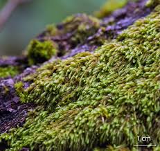 Attēlu rezultāti vaicājumam “Pterigynandrum filiforme”