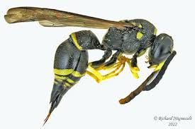 Attēlu rezultāti vaicājumam “Ancistrocerus sp. male”