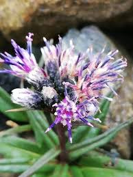 Attēlu rezultāti vaicājumam “Saussurea esthonica”