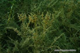 Attēlu rezultāti vaicājumam “Chara tomentosa”