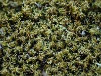 Attēlu rezultāti vaicājumam “Dicranum spurium”