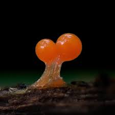 Attēlu rezultāti vaicājumam “Hemitrichia calyculata spores”