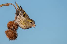 Attēlu rezultāti vaicājumam “Carduelis spinus”