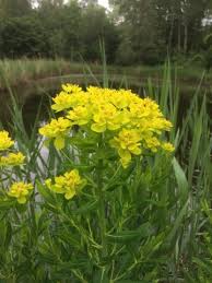 Attēlu rezultāti vaicājumam “Euphorbia palustris flower”