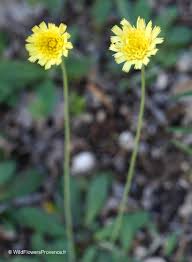 Attēlu rezultāti vaicājumam “Hieracium murorum flower”