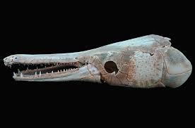 Image result for Atractosteus spatula