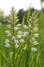 Attēlu rezultāti vaicājumam “Cephalanthera longifolia”