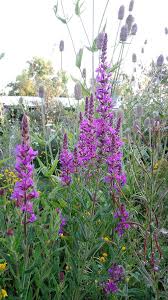 Image result for Blutweiderich