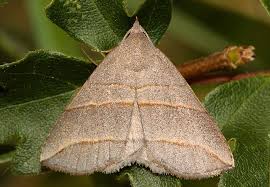 Attēlu rezultāti vaicājumam “Colobochyla salicalis”