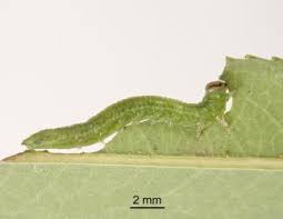 Attēlu rezultāti vaicājumam “Nematus salicis larva”