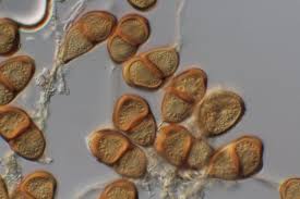 Attēlu rezultāti vaicājumam “Pucciniales”