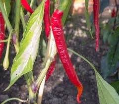 Afbeeldingsresultaat voor joe long cayenne hot pepper