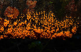 Attēlu rezultāti vaicājumam “Badhamia lilacina var. megaspora spores”