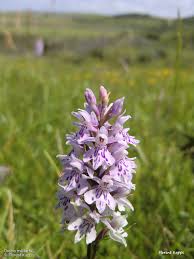 Attēlu rezultāti vaicājumam “Orchis militaris”