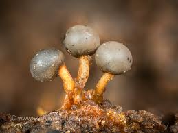 Attēlu rezultāti vaicājumam “Diderma ochraceum macro”