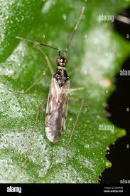 Attēlu rezultāti vaicājumam “Dicyphus sp.”