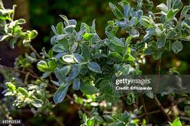 Attēlu rezultāti vaicājumam “Salix pentandra flower”