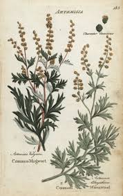 Attēlu rezultāti vaicājumam “Artemisia vulgaris”