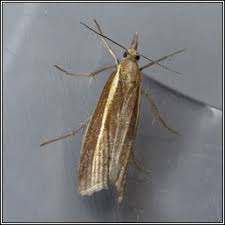 Attēlu rezultāti vaicājumam “Agriphila selasella”