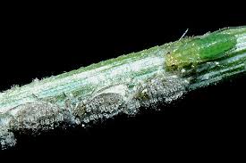 Attēlu rezultāti vaicājumam “Schizolachnus pineti”