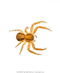 Attēlu rezultāti vaicājumam “Xysticus cristatus”