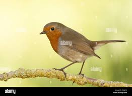 Attēlu rezultāti vaicājumam “Erithacus rubecula adult”