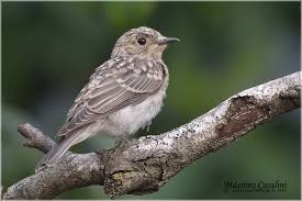 Attēlu rezultāti vaicājumam “Muscicapa striata juvenile”