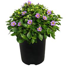 Image result for Exacum affine