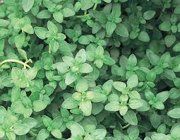 Attēlu rezultāti vaicājumam “Thymus vulgaris leaf”
