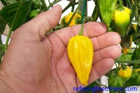 Afbeeldingsresultaat voor yellow fratali hot pepper