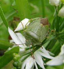 Attēlu rezultāti vaicājumam “Palomena prasina”