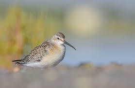 Attēlu rezultāti vaicājumam “Calidris ferruginea adult”