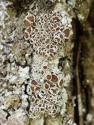 Attēlu rezultāti vaicājumam “Lecanora argentata”